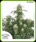 The Ultimate - Dutch Passion Seeds