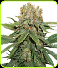 Thin Mint Crack - Seed Stockers