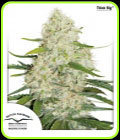 Think Big - Dutch Passion Seeds