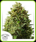 Think Different Auto - Dutch Passion Seeds