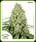 Think Fast - Dutch Passion Seeds