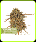 Thunder Banana - Seed Stockers