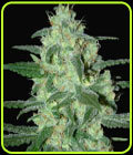 Thunder Bloody Mary - Samsara Seeds