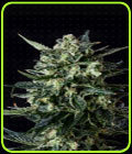 Thunder Haze Auto - Genofarm Seeds