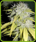 Thunderbolt - Sagarmatha Seeds
