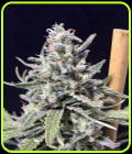 Thunderstorm Auto - R-Kiem Seeds