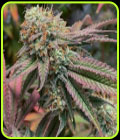 Tiizer - Spitfire Genetics