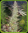 Timewarp - Next Generation Seeds