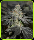 Tip Top Magoo - True Canna Genetics