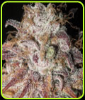Titty Twister - Ultra Genetics