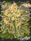 Toad Venom - ElevenThirty Genetics