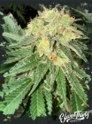 Toad Venom Auto - ElevenThirty Genetics