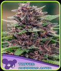 Toffee Pudding Auto - Anesia Seeds