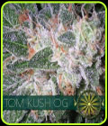 Tom Kush OG - Vision Seeds