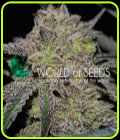 Tonic Ryder - World of Seeds