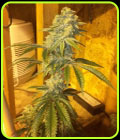 Tooth Wreck - Dankonomics Genetics