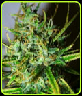 Top 44 - Nirvana Seeds