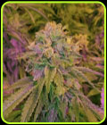 Tora Bora Cookies - True Canna Genetics