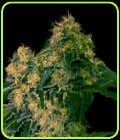 Torpedo - VIP Seeds