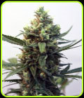 Toxic - Ripper Seeds