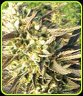 Train Wreck - Medicann Seeds