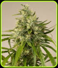Trainwreck - Humboldt Seed Organisation