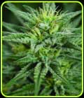 Trainwreck CBD - Medicann Seeds
