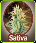 Trans Love - John Sinclair Seeds