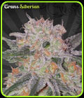 Trans Siberian - Auto Seeds