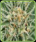 Trekkee Sweets - Propaganja Seeds
