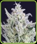 SALE - Tri Berry - Crockett Family Farms - Cannabis Seed Sale Items