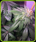 Triangle Tooth - Dankonomics Genetics