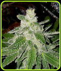 Trifi Rado - Karma Genetics