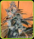 Trifi Sundae - Cannarado Genetics
