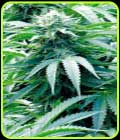 Trinity Kush - Emerald Triangle Seeds