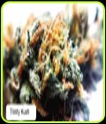 Trinity Kush - Dispensario Seeds