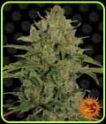Triple Cheese - Barneys Farm Seeds