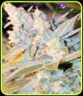 Triple Cheese Auto - Anesia Seeds