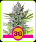 Triple G - Royal Queen Seeds