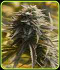 Trippy Gorilla - Big Head Seeds