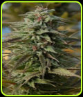 Trippy Gorilla Auto - Big Head Seeds