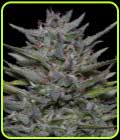 Trippy Pebbles - Big Head Seeds