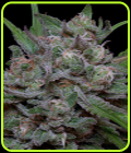 Trippy Sherbert Punch Auto - Big Head Seeds