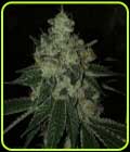 Trop Breath - Oni Seed Co