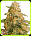 Tropic Punch - Heavyweight Seeds