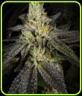 Tropical Fusion - Archive Seeds