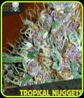 Tropical Nuggets - Blackskull Seeds