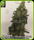 Tropical Orange Soul - Trichome Jungle Seeds