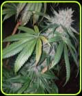 Tropical Pup - Propaganja Seeds