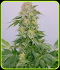 SALE - Tropical Rain - Grateful Seeds - Grateful Seeds